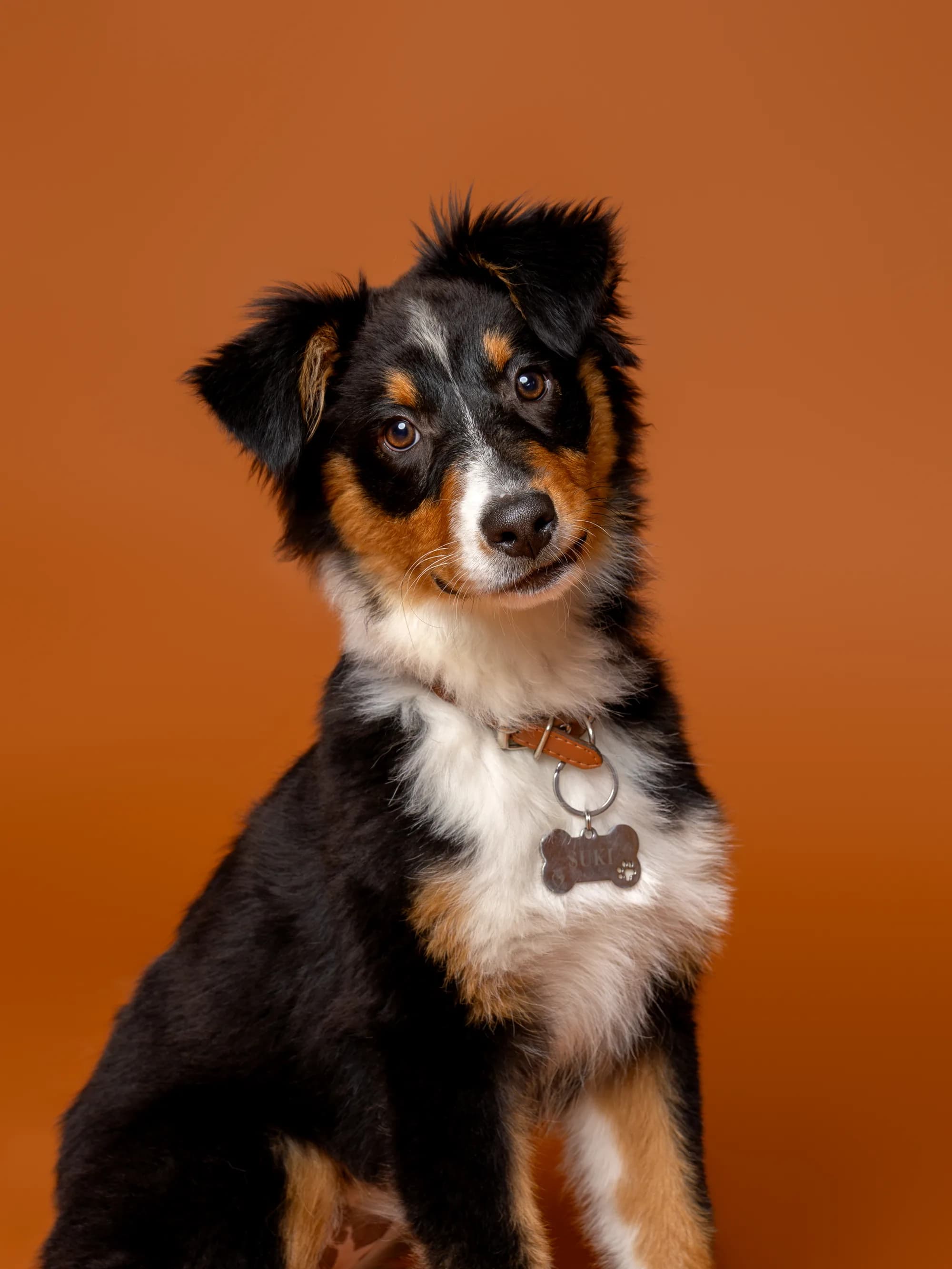 Springer Pet Photography